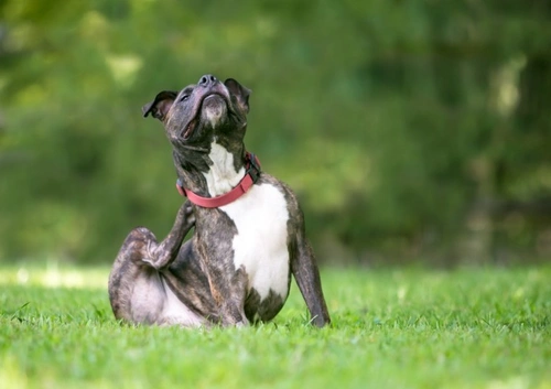 Why Fleas on Dogs Are a Serious Health Issue