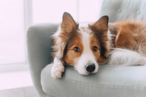 Is Calpol Safe for Dogs? UK Vet Advice 2025