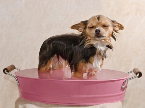 Why Does My Dog Smell? Causes and Solutions Explained