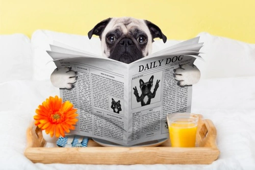 Cageless Boarding Kennels for Dogs: Benefits & What to Expect
