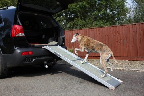 10 Great Ways to Help Your Dog Suffering From Arthritis