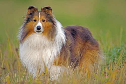 Epiphora in Dogs: Causes, Signs & Effective Treatments