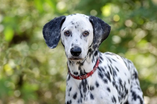 4 Common Dog Owner Questions Answered