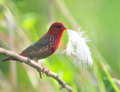 Strawberry Finch Family: Care, Breeding & Aviary Guide