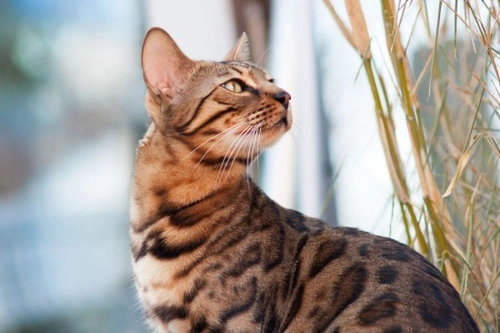 Adoptar un gato de raza: guía esencial en España para 2025