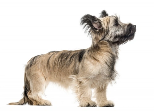 Skye Terrier Puppy Limp: Causes, Care & Recovery
