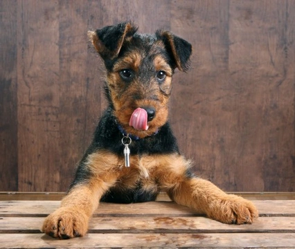 10 Essential Tips to Stop Your Dog Begging at the Table