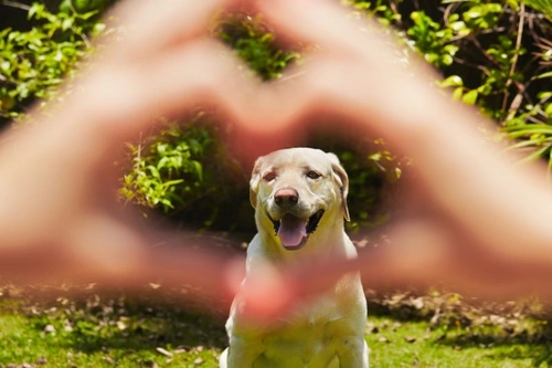 Why Co-dependency with Your Dog Is a Bad Idea