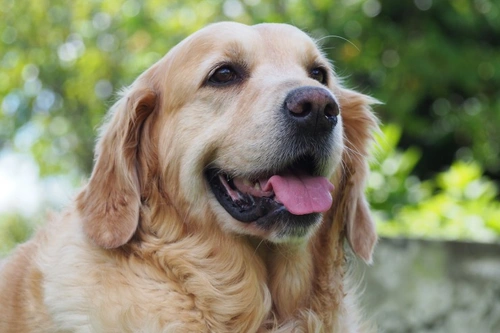 5 complicaciones comunes de la diabetes en perros y cómo reconocerlas