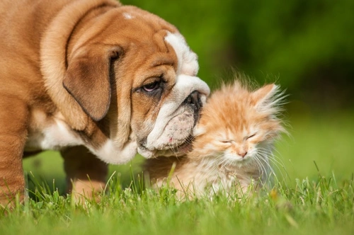 7 Reasons Cats Are Easier to Look After Than Dogs