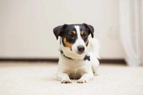 How to Teach Your Dog to Use a Settle Mat Effectively