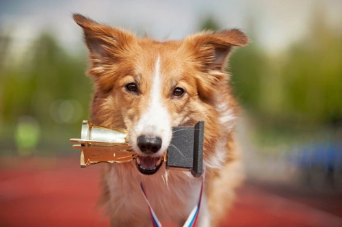 7 FAQs About Visiting Crufts 2025 Dog Show