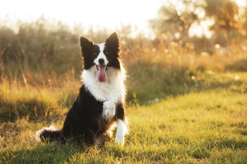 Is the threat of heartworm in UK dogs increasing?