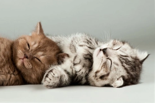 Neutering Your New Cat or Kitten: Essential Guide