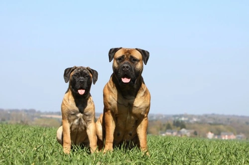 Bullmastiff FAQs: Essential Info for Prospective Owners