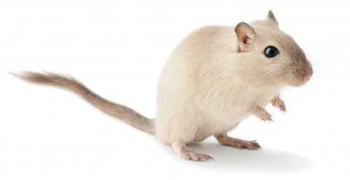 10 Amazing Facts About Gerbils Every Pet Owner Should Know