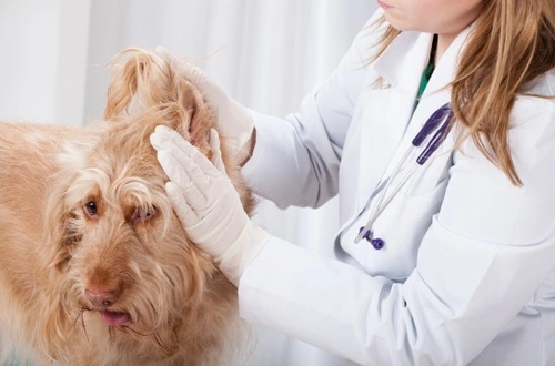 7 consejos esenciales para ayudar a perros con problemas de oído