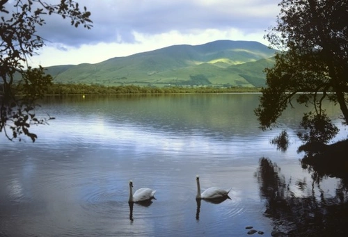 Best Birdwatching Spots in Cumbria: Top UK Locations