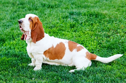 Temporomandibular Joint Disorder in Basset Hounds: Symptoms & Care