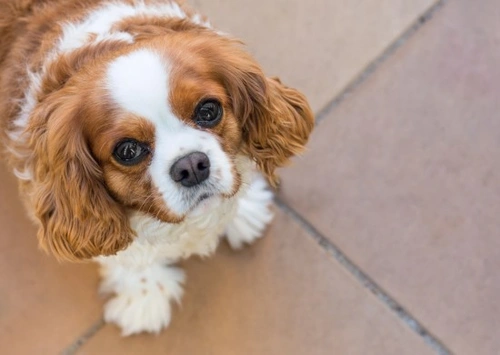 Vulnerable UK Native Dog Breeds: Pastoral, Toy & Working Groups