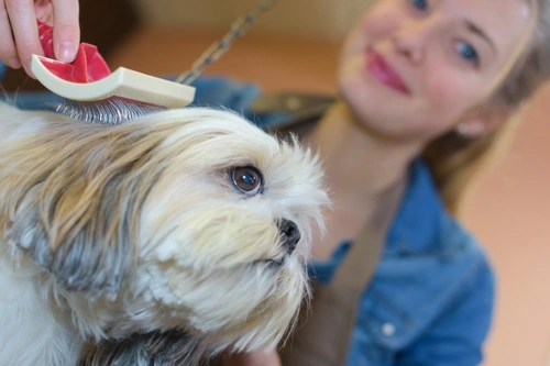 How to wash and groom a dog’s face safely