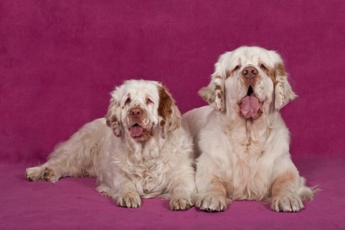 Clumber Spaniels and Dry Eye: Causes, Symptoms & Care