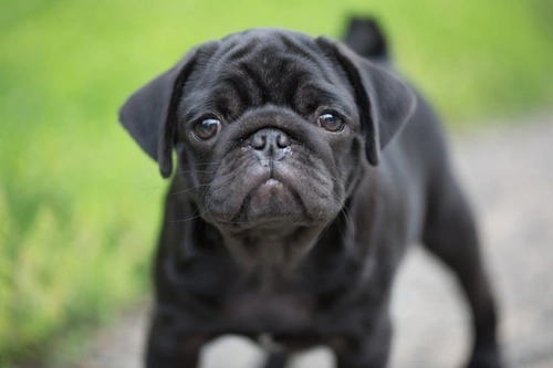 5 Universal Personality Traits of the Pug Dog