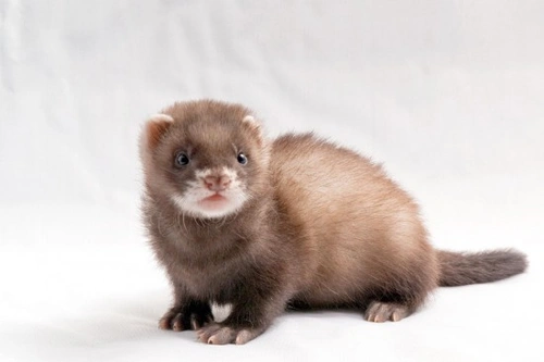 Ferret Behaviour Decoded: Understanding Your Ferret's Signals