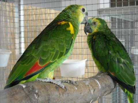 ¿Qué aves pueden convivir con los periquitos?