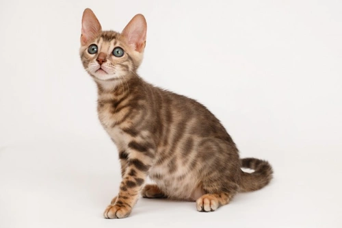 5 Common Cat Behaviours Owners Often Misunderstand