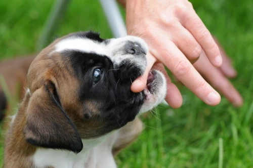 The five main reasons why dogs bite explained