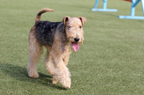5 Key Reasons to Get Your Dog Fit and Healthy