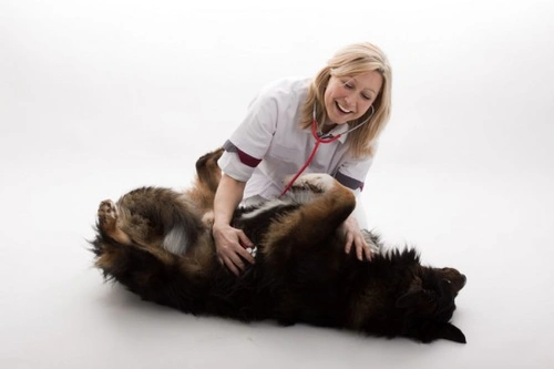 Vomiting and Regurgitation in Dogs and Puppies: When to Seek Help