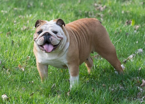 Arteriovenous Fistulae in Dogs: Causes, Symptoms & Treatment
