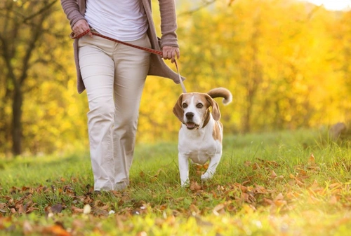 Safely walking and socialising a blind dog: Expert tips