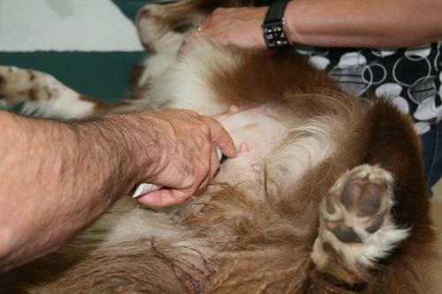 Dog Nipple Cysts: Causes, Symptoms & Treatment Guide