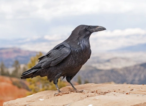 Most Intelligent Bird Species: Top Smartest Birds Uncovered
