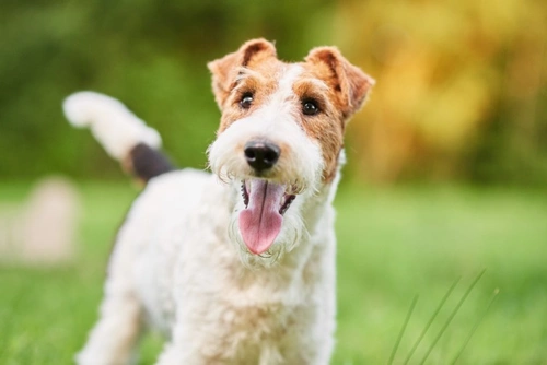 6 Subtle Symptoms Your Dog May Have Fleas