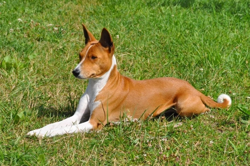 Why Does My Dog Not Bark? Common Causes Explained