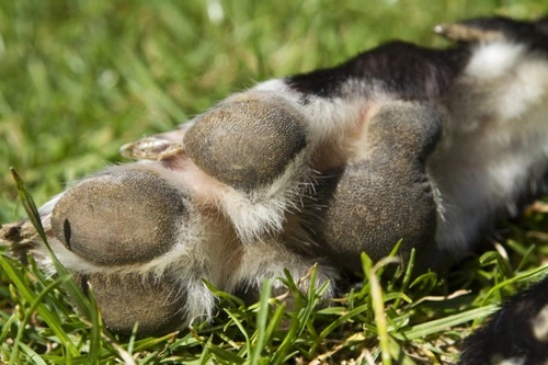Foot Corns in Greyhounds, Lurchers and Whippets: Causes & Care