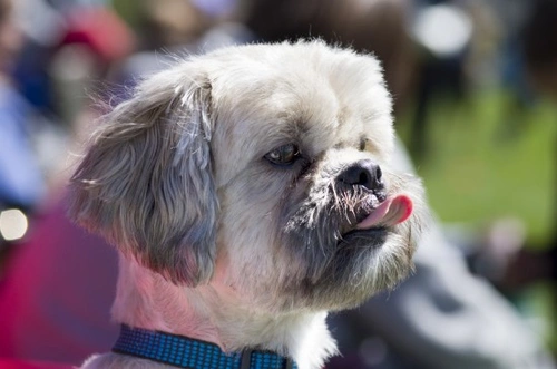 Why Does My Dog Lick Fabric? Understanding Causes & Solutions