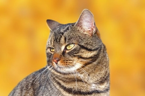 Senior Cat Protein Guide: Finding the Perfect Balance