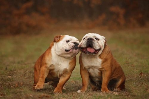 How Living With Humans Has Shaped Canine Intelligence Evolution