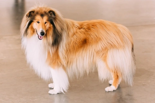 Understanding EPI in Dogs: Causes, Symptoms & Care
