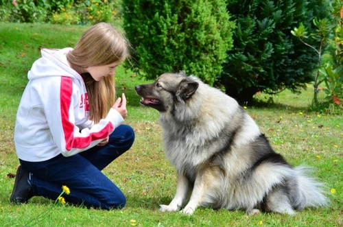 How to Assert Yourself With Dogs and Retain the Role of Boss