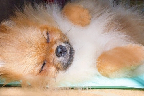 Are cooling mats for dogs safe and helpful in summer?