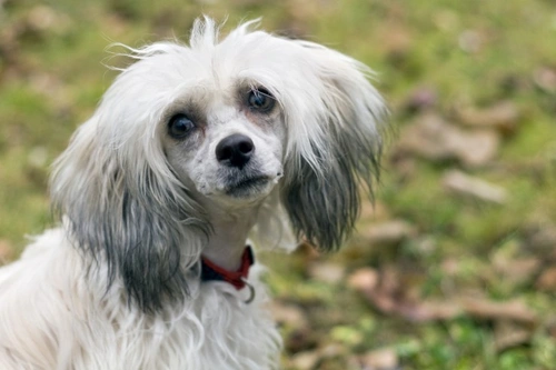 Complete Guide to Primary Lens Luxation (PLL) Testing in Dogs