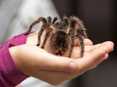 Keeping insects and spiders as pets: Intro to invertebrate care