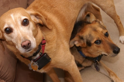 Electric Shock Collars for Dogs: Pros, Cons & UK Laws