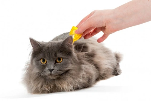 How Chemical Flea & Tick Preventatives Work: Key Types Explained